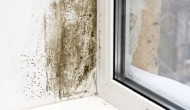 Mold can come from a hidden leak.