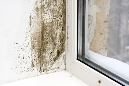 Moisture Can Attract Mold Growth