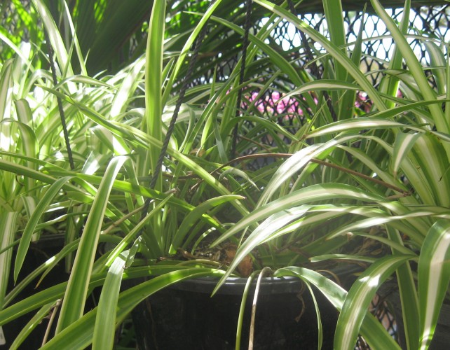 Indoor air filtering plant Spider Plant