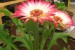 Cleaning our indoor air with a Gerbera Daisy